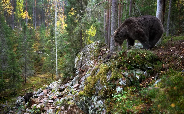 Медведь Скалах Взрослый Большой Коричневый Медведь Осеннем Лесу Научное Название — стоковое фото