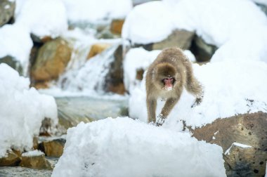 Japon makak olarak atlama. Makak doğal bir kaplıca atlar. Kış sezonu. Japon makak (bilimsel adı: Macaca fuscata), kar maymun olarak da bilinen.