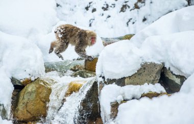 Japon makak olarak atlama. Makak doğal bir kaplıca atlar. Kış sezonu. Japon makak (bilimsel adı: Macaca fuscata), kar maymun olarak da bilinen.