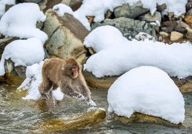 Japon makak olarak atlama. Makak doğal bir kaplıca atlar. Kış sezonu. Japon makak (bilimsel adı: Macaca fuscata), kar maymun olarak da bilinen.