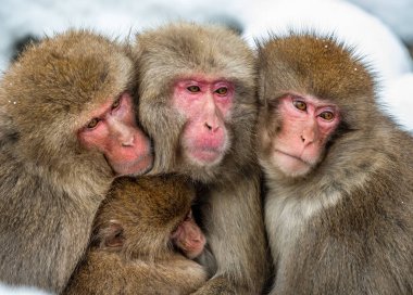 Japon makak aile karşı kendilerini soğuk kış havalarda ısınma. Japon makak (bilimsel adı: Macaca fuscata), kar maymun olarak da bilinen.