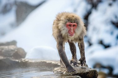 Japon makak taş Doğal kaplıcalar, kış sezonunda ıslak. Japon makak (bilimsel adı: Macaca fuscata), kar maymun olarak da bilinen.