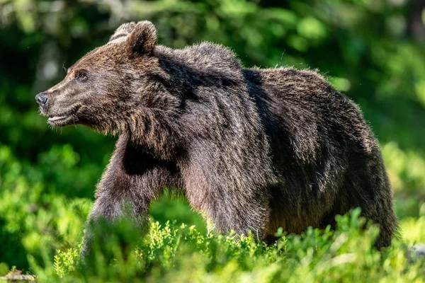 Urso Marrom Floresta Verão Dia Ensolarado Floresta Verde Fundo Natural — Fotografia de Stock