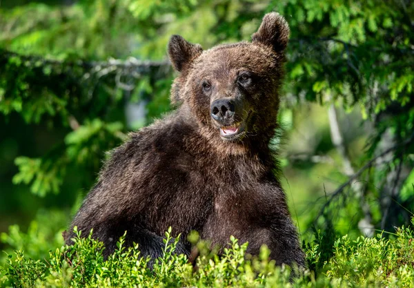 Niedźwiedź Lesie Letni Słoneczny Dzień Zielonego Lasu Naturalnego Tła Nazwa — Zdjęcie stockowe