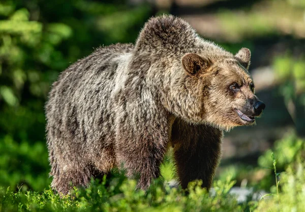 Bliska Portret Niedźwiedzia Brunatnego Las Lato Słoneczny Dzień Zielonego Lasu — Zdjęcie stockowe