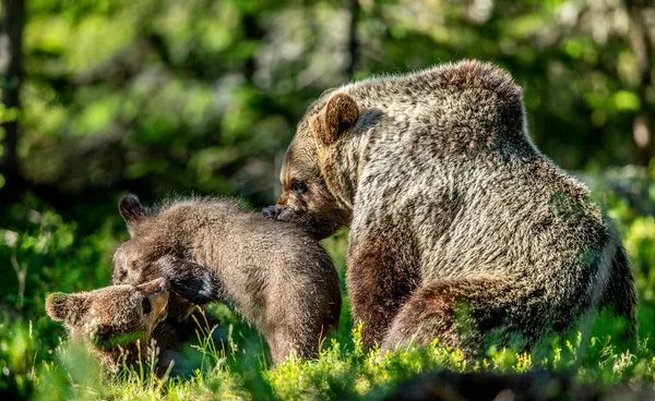 Ursa Cria Floresta Verão Habitat Natural Urso Pardo Nome Científico — Fotografia de Stock