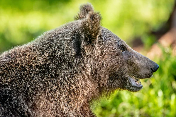 Närbild Porträtt Brunbjörn Skogen Sommaren Solig Dag Grön Skog Naturliga — Stockfoto