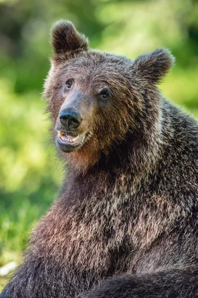 Close Retrato Urso Marrom Floresta Verão Dia Ensolarado Floresta Verde — Fotografia de Stock