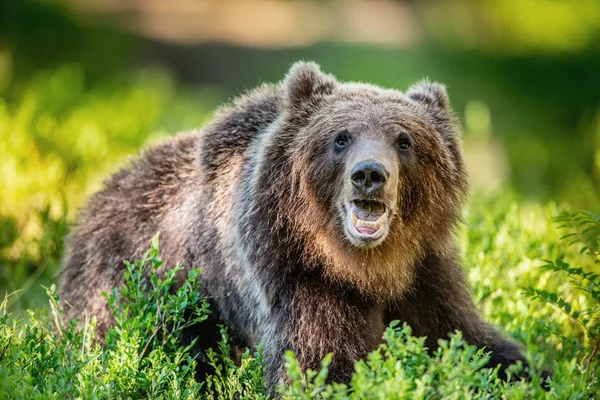 Zavřete Portrét Medvěd Hnědý Lese Letní Slunečný Den Zelený Les — Stock fotografie