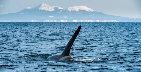虎鲸或虎鲸 Orcinus 在鄂霍次克海海上旅行 背景积雪山脉 — 图库照片