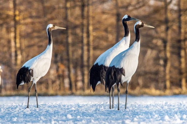 Dancing Cranes. The red-crowned crane (Scientific name: Grus japonensis), also called the Japanese crane or Manchurian crane, is a large East Asian crane.