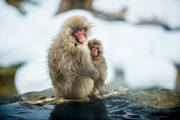 Ιαπωνική Macaque Ένα Νεογέννητο Κρύες Χειμερινές Καιρικές Συνθήκες Jigokudani Πάρκο — Φωτογραφία Αρχείου