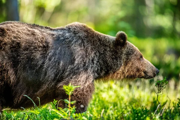 Bliska Portret Niedźwiedzia Brunatnego Las Lato Słoneczny Dzień Zielonego Lasu — Zdjęcie stockowe