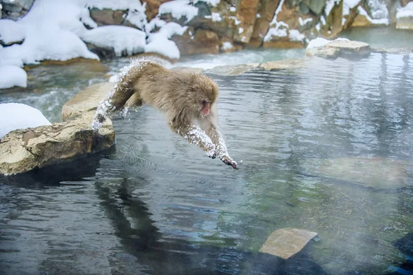 Japanese macaque in jump. Macaque jumps through a natural hot spring. Winter season. The Japanese macaque ( Scientific name: Macaca fuscata), also known as the snow monkey.