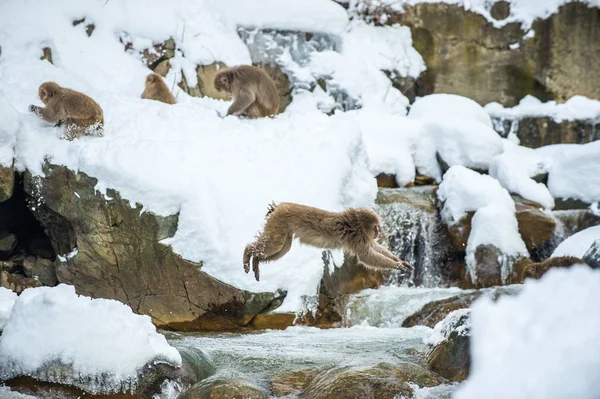 Makak Červenolící Skoku Makak Proskakuje Přírodní Horký Pramen Zimní Sezóna — Stock fotografie