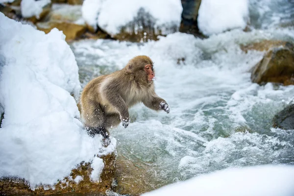 Japanese macaque in jump. Macaque jumps through a natural hot spring. Winter season. The Japanese macaque ( Scientific name: Macaca fuscata), also known as the snow monkey.