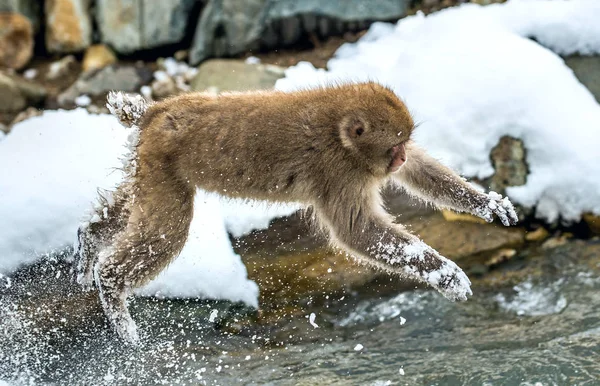 Japanese macaque in jump. Macaque jumps through a natural hot spring. Winter season. The Japanese macaque ( Scientific name: Macaca fuscata), also known as the snow monkey.