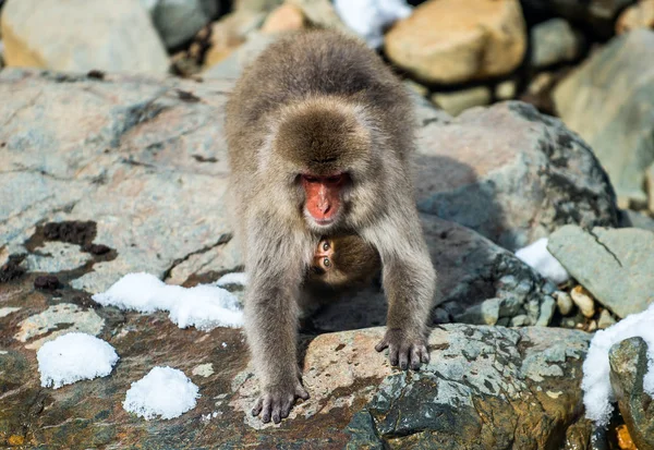 Macaco Giapponese Con Cucciolo Sul Petto Che Riscalda Durante Freddo — Foto Stock