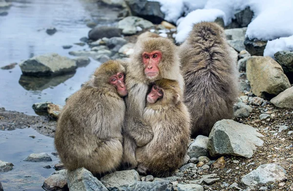 Macachi Giapponesi Famiglia Riscaldano Contro Nel Freddo Inverno Macaco Giapponese — Foto Stock