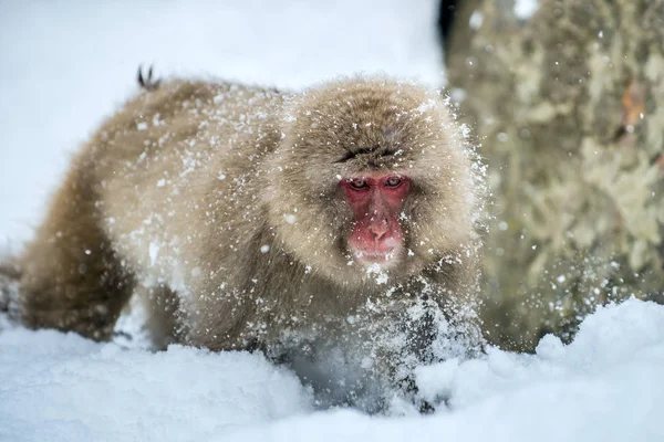 Makak Červenolící Sněhu Zimní Sezóna Japonskou Makaka Vědecký Název Macaca — Stock fotografie