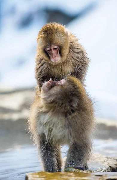 和日本猕猴约会冬季天然温泉 日本猕猴 科学名称 也被称为雪猴 — 图库照片