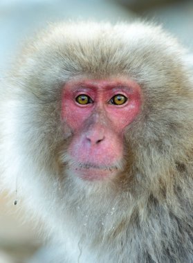 Japon makak. Portre kadar kapatın. Japon makak (bilimsel adı: Macaca fuscata), kar maymun olarak da bilinir. Doğal yaşam alanı, kış sezonu.