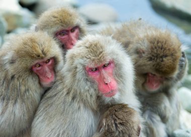 Japon makak. Grup portresi kadar kapatın. Japon makak (bilimsel adı: Macaca fuscata), kar maymun olarak da bilinir. Doğal yaşam alanı, kış sezonu.