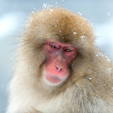 Japon makak. Portre kadar kapatın. Japon makak (bilimsel adı: Macaca fuscata), kar maymun olarak da bilinir. Doğal yaşam alanı, kış sezonu