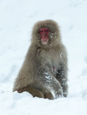 Japon makak kar üzerinde. Japon makak (bilimsel adı: Macaca fuscata), kar maymun olarak da bilinir. Doğal yaşam alanı, kış sezonu.