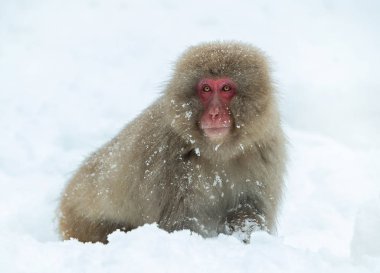 Japon makak kar üzerinde. Japon makak (bilimsel adı: Macaca fuscata), kar maymun olarak da bilinir. Doğal yaşam alanı, kış sezonu.
