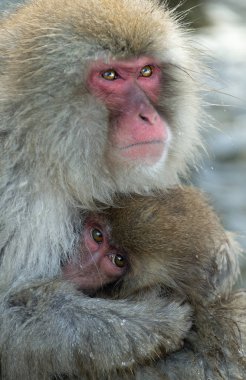 Japon makak ve yavrusu. Portre kadar kapatın. Japon makak (bilimsel adı: Macaca fuscata), kar maymun olarak da bilinir. Doğal yaşam alanı, kış sezonu. 