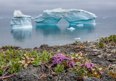 Iceberg and flowers. Flowers on the shore. Nature and landscapes of Greenland. West Greenland. Disko Bay. clipart