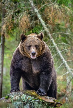 Bir buzlu ayı. Yetişkin Büyük boz ayı sonbahar ormanın içinde. Bilimsel adı: Ursus arctos. Sonbahar sezonu, doğal yaşam alanı.