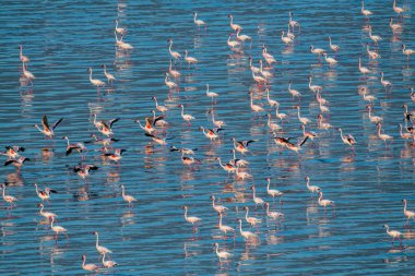Küçük flamingo. Bilimsel adı: Phoenicoparrus küçük. Flamingolar Natron Gölü su gün batımında. Havadan görünümü. Yukarıdan