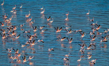 Küçük flamingo. Bilimsel adı: Phoenicoparrus küçük. Flamingolar Natron Gölü su gün batımında. Havadan görünümü. Yukarıdan