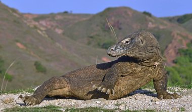 Komodo dragon yürüyüşü. Bilimsel adı: Varanus komodoensis. Dünya yaşam kertenkele doğal ortamlarında içinde en büyük. Ada Rinca.