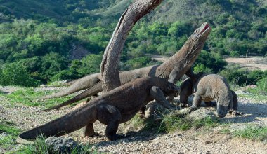 Komodo dragon baş kaldırdı ve bir ağzını açtı. Dünyanın en büyük yaşam kertenkele. Bilimsel adı: Varanus komodoensis. Doğal yaşam alanı, ada Rinca. Endonezya.