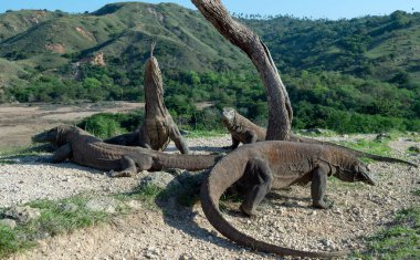 Komodo dragon başını yükseltir ve havayı kokluyor. Bilimsel adı: Varanus komodoensis. Doğal yaşam alanı. Bu dünyanın en büyük yaşam kertenkele var. Ada Rinca. Endonezya. 