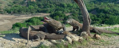 Komodo dragon baş kaldırdı ve bir ağzını açtı. Dünyanın en büyük yaşam kertenkele. Bilimsel adı: Varanus komodoensis. Doğal yaşam alanı, ada Rinca. Endonezya.