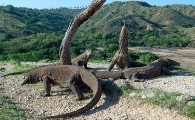 Komodo dragon başını yükseltir ve havayı kokluyor. Bilimsel adı: Varanus komodoensis. Doğal yaşam alanı. Bu dünyanın en büyük yaşam kertenkele var. Ada Rinca. Endonezya. 