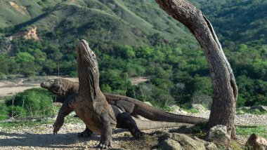 Komodo dragon baş kaldırdı ve bir ağzını açtı. Dünyanın en büyük yaşam kertenkele. Bilimsel adı: Varanus komodoensis. Doğal yaşam alanı, ada Rinca. Endonezya.