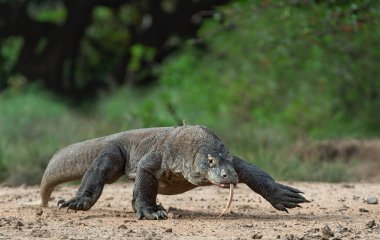 Komodo dragon yürüyüşü. Bilimsel adı: Varanus komodoensis. Dünya yaşam kertenkele doğal ortamlarında içinde en büyük. Ada Rinca.