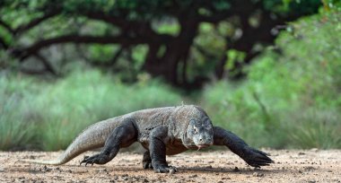 Komodo dragon yürüyüşü. Bilimsel adı: Varanus komodoensis. Dünya yaşam kertenkele doğal ortamlarında içinde en büyük. Ada Rinca.