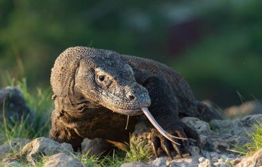 Komodo dragon o çatal dilini havayı kokluyor. Bilimsel adı: Varanus komodoensis. Dünya yaşam kertenkele doğal ortamlarında içinde en büyük. Ada Rinca. 