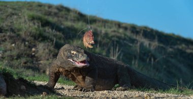 Komodo dragon (Varanus komodoensis) onun arka ayakları ve açık ağız üzerinde duruyor. Bu dünyanın en büyük yaşam kertenkele var. Ada Rinca. Endonezya.