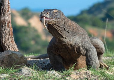 Komodo dragon o çatal dilini havayı kokluyor. Bilimsel adı: Varanus komodoensis. Dünya yaşam kertenkele doğal ortamlarında içinde en büyük. Ada Rinca. 