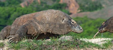 Komodo ejderha ( Varanus komodoensis ). Doğal yaşam alanı. Rinca Adası. Endonezya.