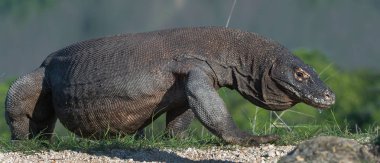 Komodo ejderha ( Varanus komodoensis ). Doğal yaşam alanı. Rinca Adası. Endonezya.