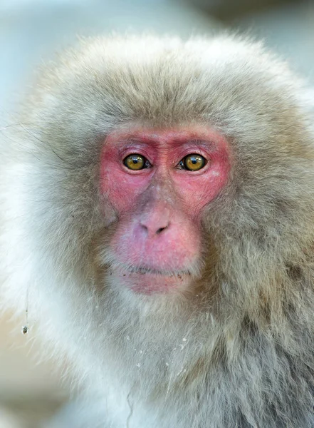 Macaque Japonais Gros Plan Portrait Macaque Japonais Nom Scientifique Macaca — Photo