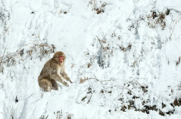 Japán Makákó Havon Japán Makákó Tudományos Neve Macaca Nyert Fuscata — Stock Fotó